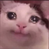 Sad Cats 29