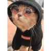 Conteúdo Aleatório De Gato 11