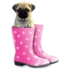 Memes de animais 4 25