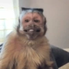MACAQUINHOS REAÇÕES🐒 15