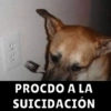 Memes de perritos🐶 5