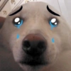 🐱🐾🐶 irl pets l 🐶🐾🐱 16