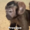 Prosigue