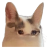 Gatos Sad 18