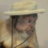 MACAQUINHOS REAÇÕES🐒 10