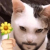 😻 GATITOS INFALTABLES 😻 10