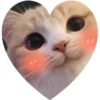 Gatos 12