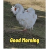 Good Morning 17