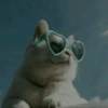 Conteúdo Aleatório De Gato 6