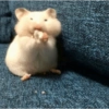 🐹 HAMSTERCITOS 🐹 12