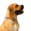 Memes de animais 4 23