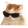 Gatos Sad 13