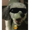 Ody miau miau  9