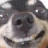 Memes de animais 4 7