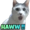 Funny Cats 14
