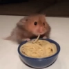 Hamster Reacciones🐁💕 5