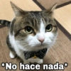 ✨Gatitos con frases😺✨5 11
