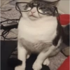 Gato random 8🤣 13