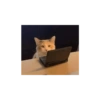 Miau miau caralho 4 5