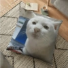 Serious Cat 10