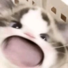 Kocheng&doge slebewww 7