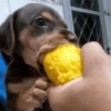Perritos random 11