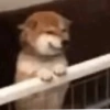 Doge Memes 🐶 17