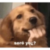 perritos qotd seré you?