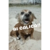 AI CALICA!!