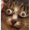 ✨Gatos Cura Depresión 6😻❤️ 6