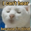 Serious Cat 14