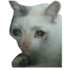 Sad Cats 6