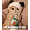 Gatitos tiernos✨ 12