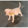 PERRITOS CURA DEPRESIÓN🐶💕😎 18
