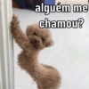 DOGS REAGEM 🥰🐶 13