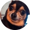 Memes de animais 4 19