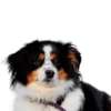 Memes de animais 4 26