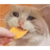 Sad Cats 24