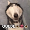 Memes de Firulais🐶💘 9