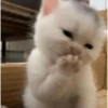 ✨Gatos Cura Depresión 5😻❤️ 8