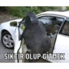 Gorilla 8