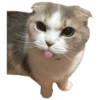 Michis 5
