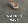 Memes 10