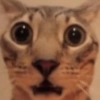 Gatinhos Memes😹 8