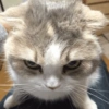 ✨MEMES GATITOS🥰 7