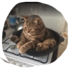 CATS ROM 8