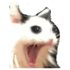 Sad Cats 23