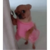 PERRITOS CURA DEPRESIÓN🐶💕😎 9