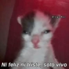 😽Animalitos Anti-depresivos 2 17