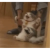 ✨Gatos Cura Depresión 5😻❤️ 4